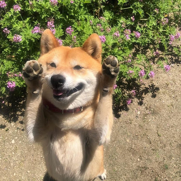 秋田犬の虎毛ってどんな色 虎毛の秋田犬の性格や飼育方法を紹介 動物 ペットを育てるならuranaru