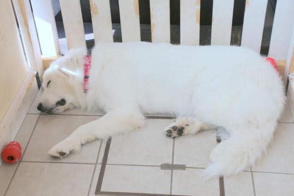 神秘的な白色 アルビノ犬の特徴とは アルビノ犬を飼う際の注意点 動物 ペットを育てるならuranaru
