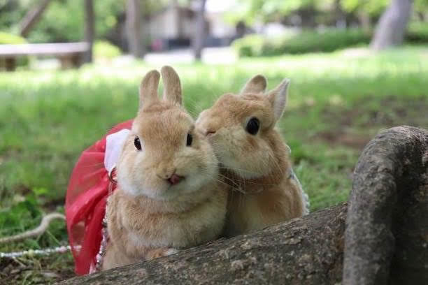 動物画像のすべて 100 Epic Bestうさぎ の 交尾