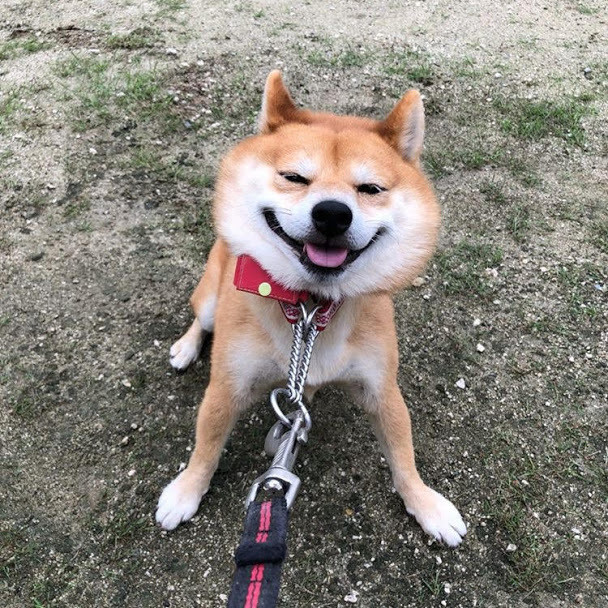 柴犬とそっくりなディンゴとは ディンゴの特徴と性格まとめ 動物 ペットを育てるならuranaru