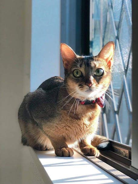猫 威嚇 ムカつく 小さな壁