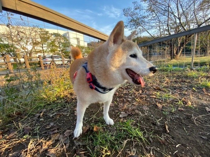 秋田犬の虎毛ってどんな色 虎毛の秋田犬の性格や飼育方法を紹介 動物 ペットを育てるならuranaru 秋田犬の虎毛ってどんな色 虎毛の秋田犬の性格や飼育方法を紹介 動物 ペットを育てるならuranaru