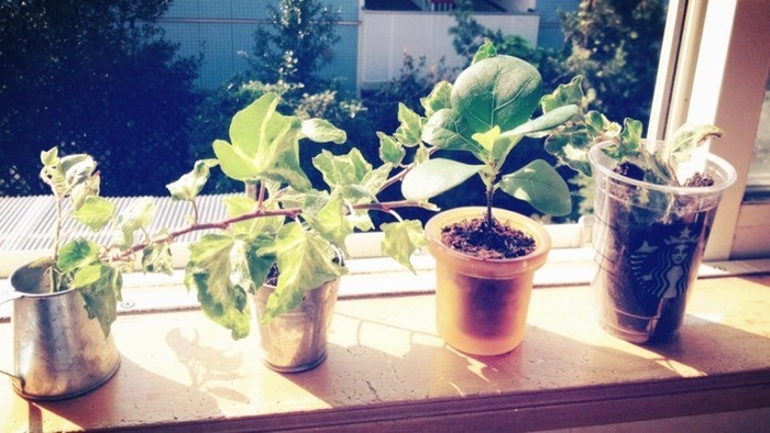 綺麗なパキラ 観葉 植物 風水 すべての美しい花の画像 綺麗なパキラ 観葉 植物 風水 すべての美しい花の画像