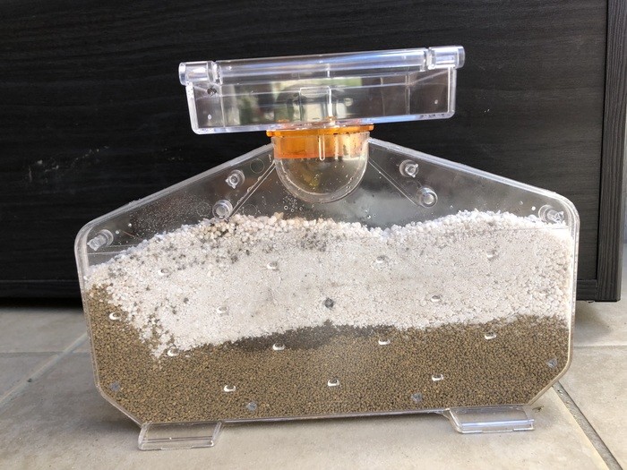 アリの巣作りの様子を観察しよう かんたんにできる自由研究 小学生の夏休みテーマ選びに